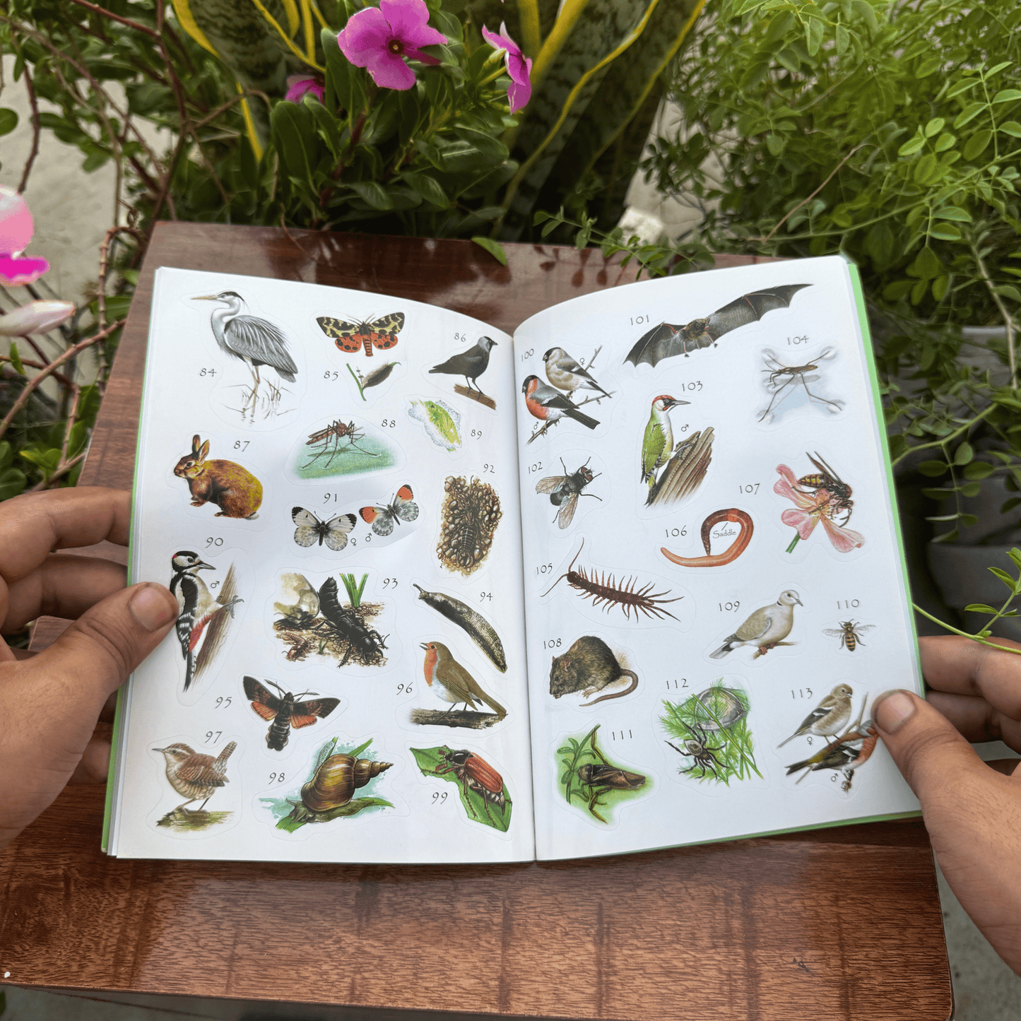 Garden Wildlife Sticker Book