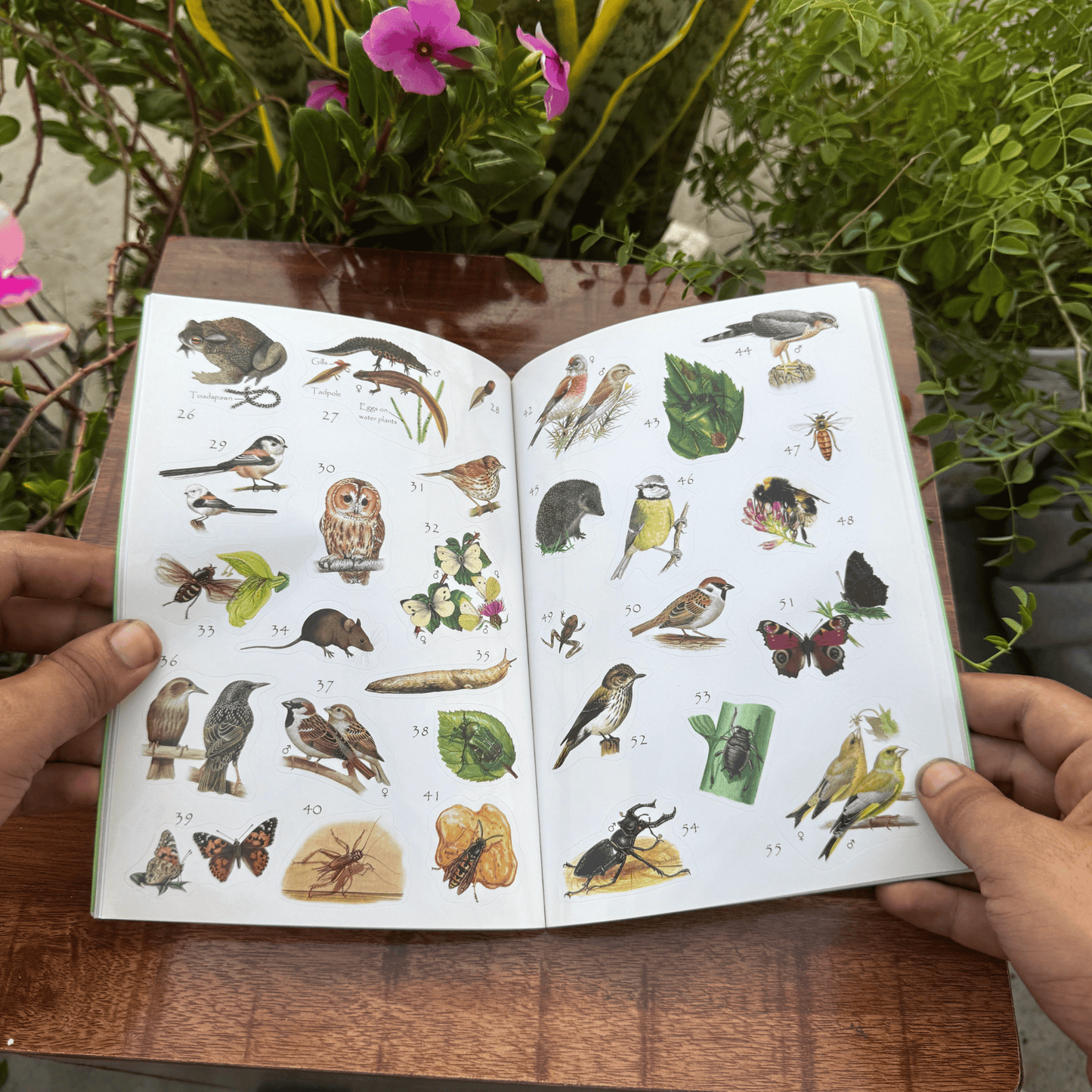 Garden Wildlife Sticker Book